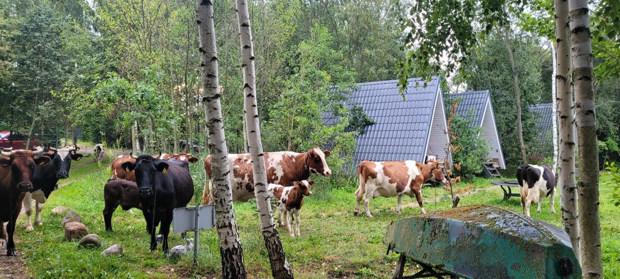 Vigio Brasta Camping Електренай Екстериор снимка